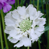Scabiosa Perfecta White 7cm Scabiosa Perfecta White 7cm