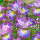 Iris sibirica 'How Audacious'