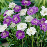 Scabiosa Perfecta Blue 7cm