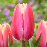 Tulip Jumbo Beauty