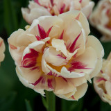 Tulip Flaming Margarita 10/12cm