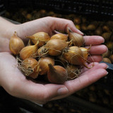 Iris Dutch 'Rosario'