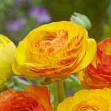 Ranunculus Picotee Orange 6/7cm Ranunculus Picotee Orange 6/7cm