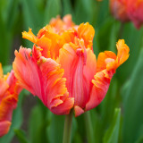 Buy premium quality Tulip Amazing Parrot10/12cm from Dutch Bulbs