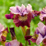 Iris sibirica 'Miss Apple'