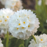 Primula Denticulata Alba