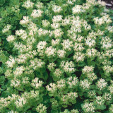 Sedum spurium Summer Snow