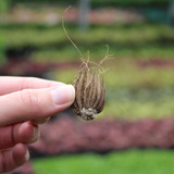 Ranunculus Picotee Cafe au Lait 6/7cm