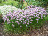 Allium Senescens Montana Allium Senescens Montana