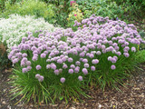 Allium Senescens Montana