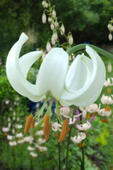 Lilium Martagon Snowy Morning