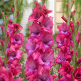 Gladiolus Lumiere