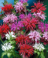 Monarda Mixed (5cm Modules)