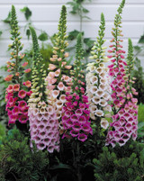 Digitalis Mixed (5cm Modules)