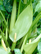 Arum italicum 8-10cm Bulbs