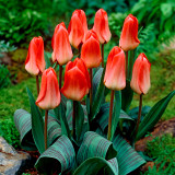 Tulip Sweet Lady 10-11cm