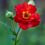Geum Mrs Bradshaw (5cm Modules) Geum Mrs Bradshaw (5cm Modules)
