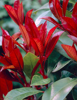 Photinia fraseri 'Red Robin' (9cm Pot)