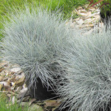 Festuca glauca Elijah Blue