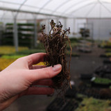 Monarda Cambridge Scarlet (Loose Root)