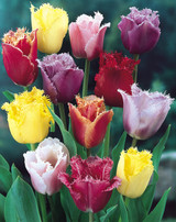 Tulip Fringed Tulips Mixed 10/12cm