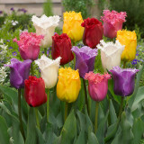 Tulip Fringed Tulips Mixed 10/12cm