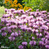 Monarda Beauty of Cobham (Loose Root)