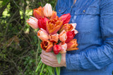 Tulip Apricot Beauty Tulip Apricot Beauty