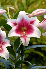 Lilium Triumphator