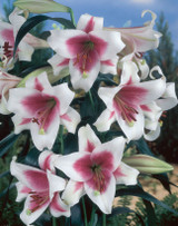 Lilium Triumphator