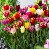 Tulip Triumph Mixed Tulips