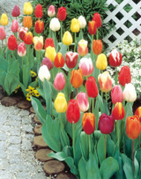 Tulip Single Late Mixed 10/12cm