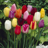 Tulip Single Late Mixed 10/12cm