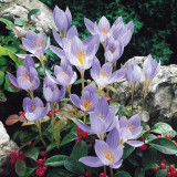 Crocus Speciosus Conqueror 5/6cm