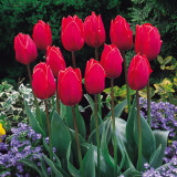 Tulip Coleur Cardinal 11-12cm