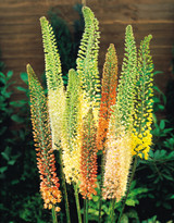 Eremurus Ruiter Hybrids (Bulbs) Eremurus Ruiter Hybrids (Bulbs)