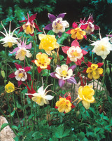 Aquilegia Mixed (5cm Modules)