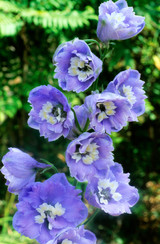 Delphinium Summer Skies (5cm Modules)