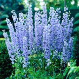 Delphinium Summer Skies (5cm Modules)