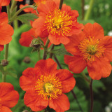 Geum Queen of Orange (5cm Modules)