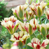 Tulip Flaming Spring Green 10/12cm