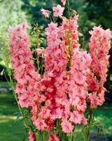 Delphinium Astolat (5cm Modules)