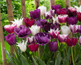 Tulip Purple Blend Mix