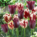 Tulip Grand Perfection