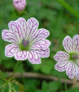 Geranium Versicolor (Loose Roots) Geranium Versicolor (Loose Roots)