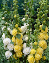 Alcea Chaters Double Yellow (Loose Root)