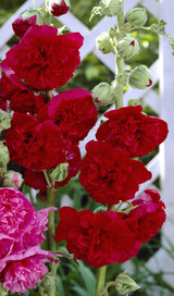 Alcea Chaters Double Red (Loose Root)