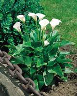Zantedeschia 'Aethiopica' Zantedeschia 'Aethiopica'