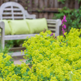 Alchemilla Mollis (5cm Modules)