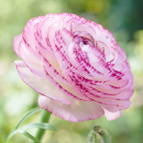 Ranunculus Picotee Pink 6-7cm